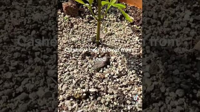 Cashew tree grown from seed Cashew tree grown from seed