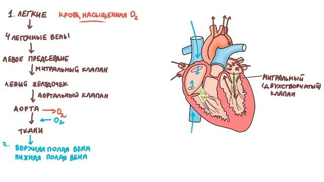 Физиология сердечно-сосудистой системы Физиология сердечно-сосудистой системы