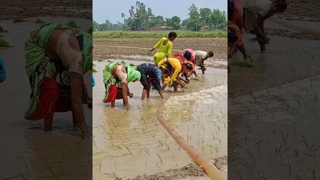Superhit avadhi kajari geet#shortsvideo #viral #youtubeshorts # Superhit avadhi kajari geet#shortsvideo #viral #youtubeshorts #