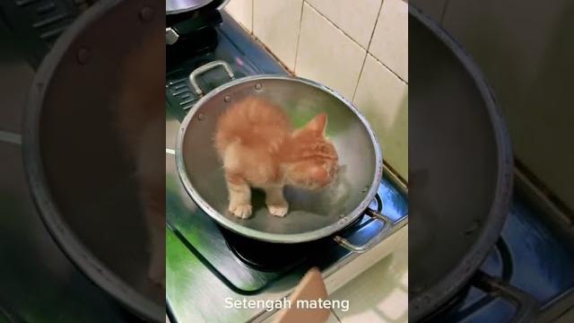Currently viral cook the kittens until they burn Currently viral cook the kittens until they burn