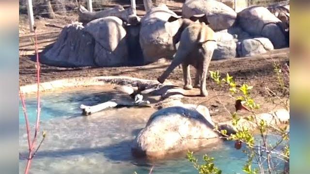 Ozzy man reviews: goose vs elephant Ozzy man reviews: goose vs elephant