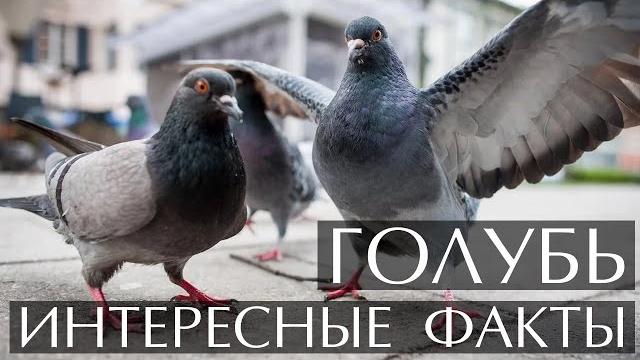 Голубь - интересные факты (фото,видео, звуки) Голубь - интересные факты (фото,видео, звуки)