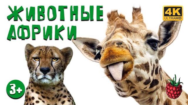 Животные африки для детей Животные африки для детей