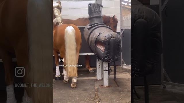 Breeding season for beautiful stallions! 🫶#stallion #horse #palomino #breeding #welshd Breeding season for beautiful stallions! 🫶#stallion #horse #palomino #breeding #welshd
