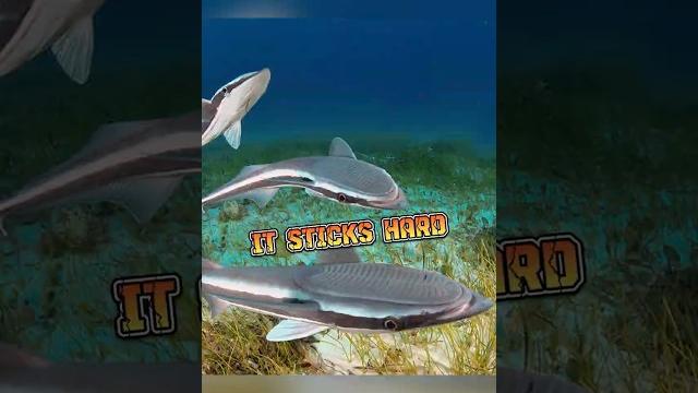Remora | the ocean’s freeloader #animalenigmas Remora | the ocean’s freeloader #animalenigmas