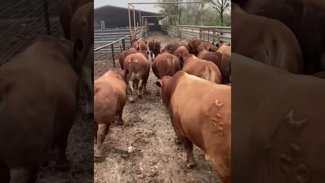 ⭕ beefmaster cattle biggest bulls and cow ⭕ beefmaster cattle biggest bulls and cow