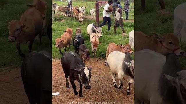 Little cow shortest cows breed below 2 feet height #youtube #viral #reels #miniature #trend Little cow shortest cows breed below 2 feet height #youtube #viral #reels #miniature #trend