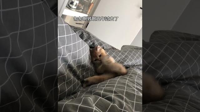 【#pupu噗噗】小猫咪小时候还是很可爱的 #万物可爱计划 #猫咪的迷惑行为 【#pupu噗噗】小猫咪小时候还是很可爱的 #万物可爱计划 #猫咪的迷惑行为