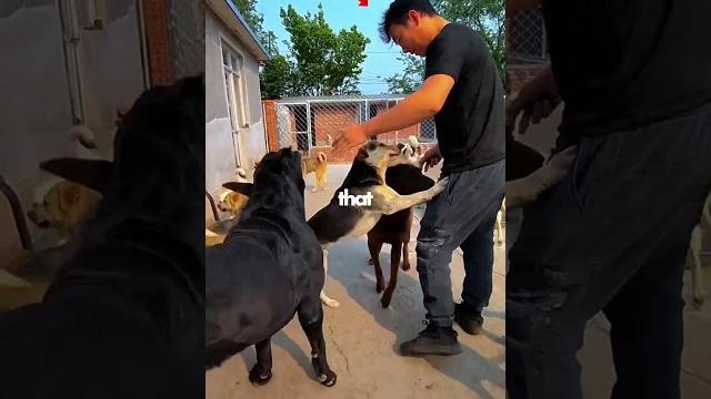 Reality of tyrant the labrador! Reality of tyrant the labrador!