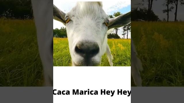 Caca marica hey hey Caca marica hey hey