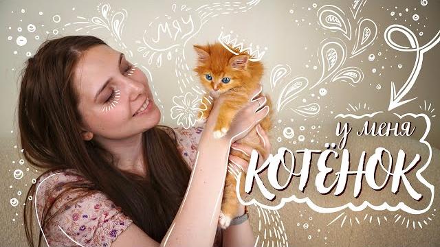 У меня котёнок: как подготовиться к появлению питомца? // что купить для котёнка / кошка в доме У меня котёнок: как подготовиться к появлению питомца? // что купить для котёнка / кошка в доме