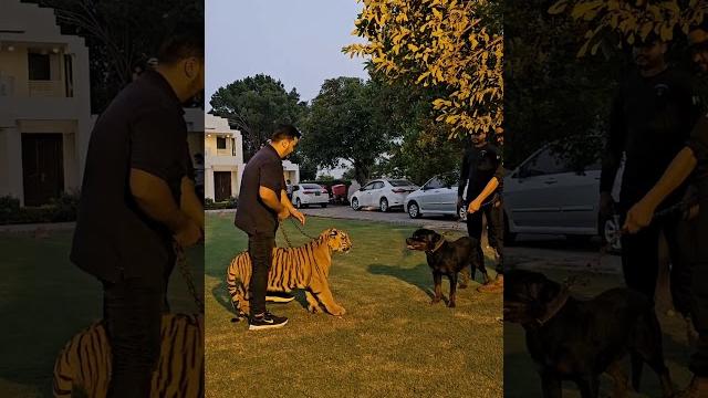 Dog wants to fight with bengal tiger | nouman hassan | Dog wants to fight with bengal tiger | nouman hassan |