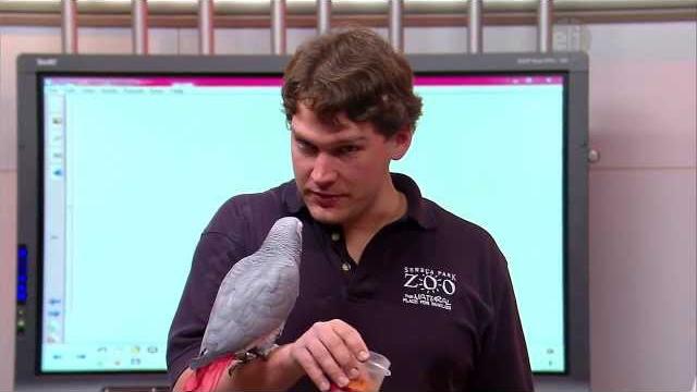 Homework hotline zoophily: african gray parrot Homework hotline zoophily: african gray parrot