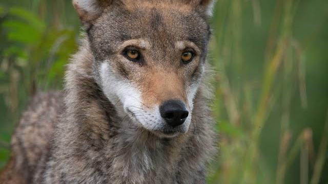Resilience: story of the american red wolf Resilience: story of the american red wolf
