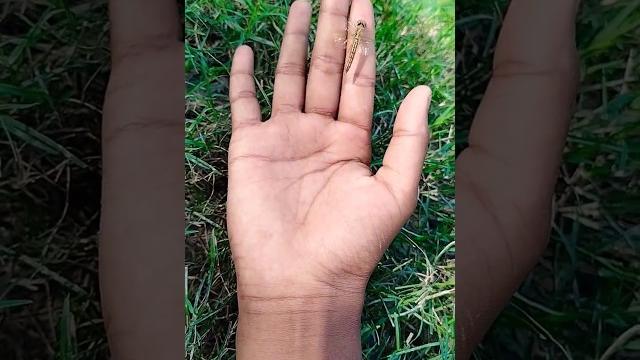 Asian beetles🪰 you've nev#shots #535 Asian beetles🪰 you've nev#shots #535