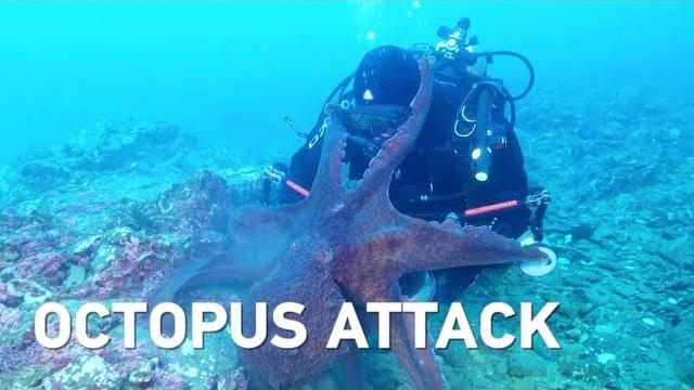 Massive octopus attacks diver, drags equipment through sea Massive octopus attacks diver, drags equipment through sea