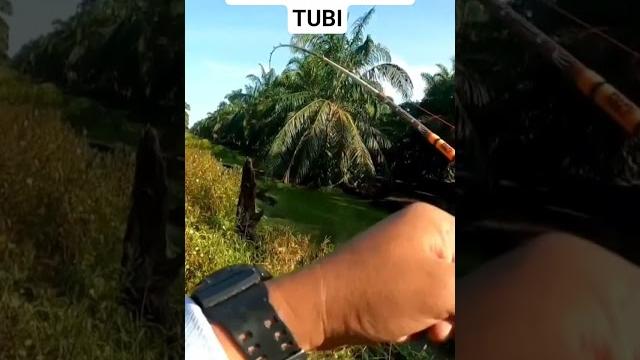 Best lubuk ni.. haruan #fishing Best lubuk ni.. haruan #fishing