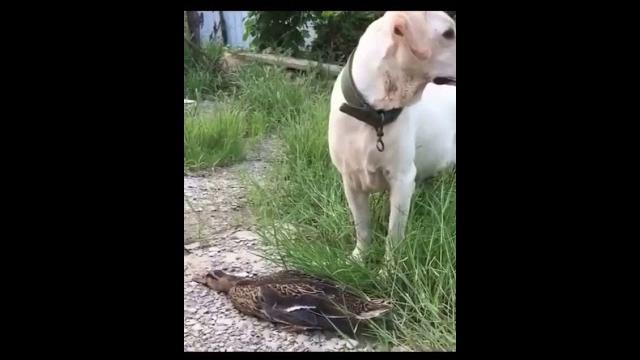 Прикол.утка Прикол.утка