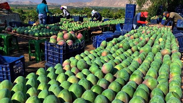 Australian farmers produce thousands of tons of mangoes this way - australian farming Australian farmers produce thousands of tons of mangoes this way - australian farming