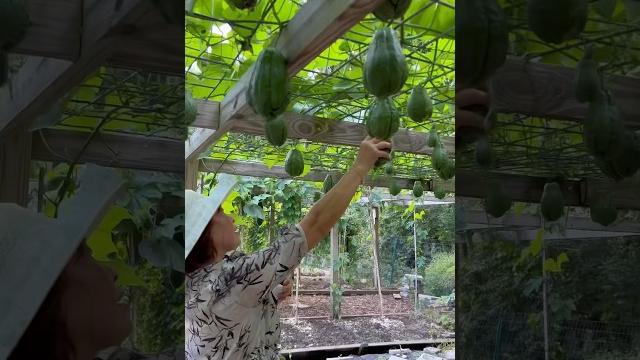 【佛手瓜】收获的季节到了! amy‘s chayote #shorts 【佛手瓜】收获的季节到了! amy‘s chayote #shorts