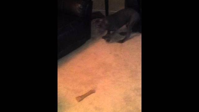Neapolitan mastiff puppy playing Neapolitan mastiff puppy playing