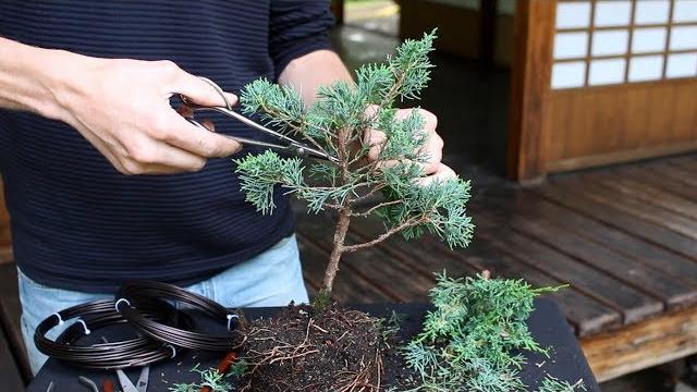 How to create a bonsai tree (diy) How to create a bonsai tree (diy)