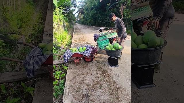 H3s pepaya california H3s pepaya california