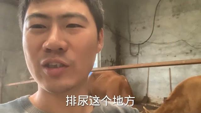 公牛配了发情的母牛,配种员把牛精挤出来再跟一枪,公牛要哭了! 公牛配了发情的母牛,配种员把牛精挤出来再跟一枪,公牛要哭了!