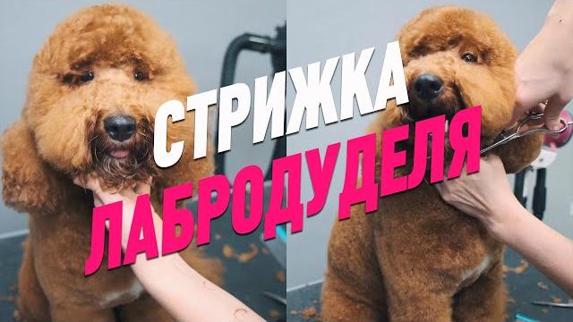 Стрижка лабродуделя / лабродудль / обучение грумингу / эпизод мастер-класса / groom school Стрижка лабродуделя / лабродудль / обучение грумингу / эпизод мастер-класса / groom school
