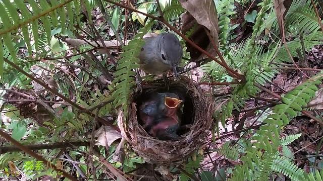 Mother bird keeps feeding 2 chicks without asking for anything in return灰眶雀鹛育雏:鸟妈妈不停地给2只雏鸟觅食,不求回报 Mother bird keeps feeding 2 chicks without asking for anything in return灰眶雀鹛育雏:鸟妈妈不停地给2只雏鸟觅食,不求回报