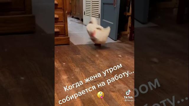 Видео №1 когда жена собирается на работу Видео №1 когда жена собирается на работу