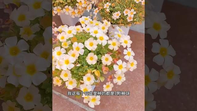 分享2份酢浆草种球(10个品种,每个品种3-5颗),最好同城自提~ 分享2份酢浆草种球(10个品种,每个品种3-5颗),最好同城自提~
