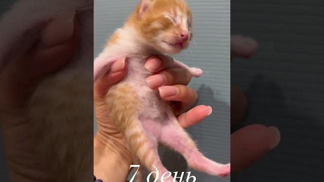 Отдам в хорошие руки котёнка - швэпс Отдам в хорошие руки котёнка - швэпс