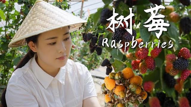 Raspberries, the sweet little fruits we used to climb mountains to find as kids.【滇西小哥】 Raspberries, the sweet little fruits we used to climb mountains to find as kids.【滇西小哥】
