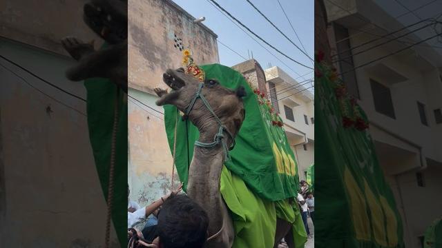 Sirsi sadat azadari makke se safar juloos sirsi sadat 2025 #sirsiazadari110 #makkesesafar #sirsi Sirsi sadat azadari makke se safar juloos sirsi sadat 2025 #sirsiazadari110 #makkesesafar #sirsi