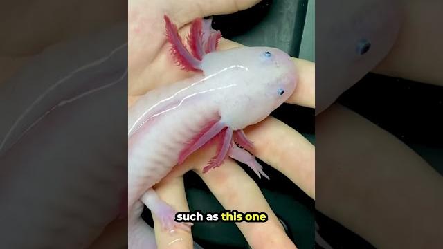 This is a morphed axolotl This is a morphed axolotl