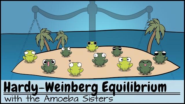 Hardy-weinberg equilibrium Hardy-weinberg equilibrium