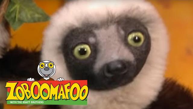 Zoboomafoo 220 - world of legs (full episode) Zoboomafoo 220 - world of legs (full episode)