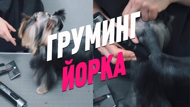 Груминг йорка / эпизод мастер-класса "актуальные стрижки йорка" / йоркширский терьер / groom school Груминг йорка / эпизод мастер-класса "актуальные стрижки йорка" / йоркширский терьер / groom school