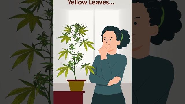Cannabis nutrient deficiencies! Cannabis nutrient deficiencies!