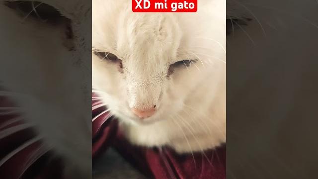 Soyyy fransescoo miuuuu Soyyy fransescoo miuuuu