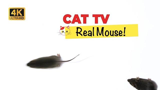 Cat games - catch me! real mouse hunt 4k - 3 hours (video for cats & dogs to watch) with 3d sound! Cat games - catch me! real mouse hunt 4k - 3 hours (video for cats & dogs to watch) with 3d sound!