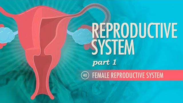Reproductive system, part 1 - female reproductive system: crash course anatomy & physiology #40 Reproductive system, part 1 - female reproductive system: crash course anatomy & physiology #40