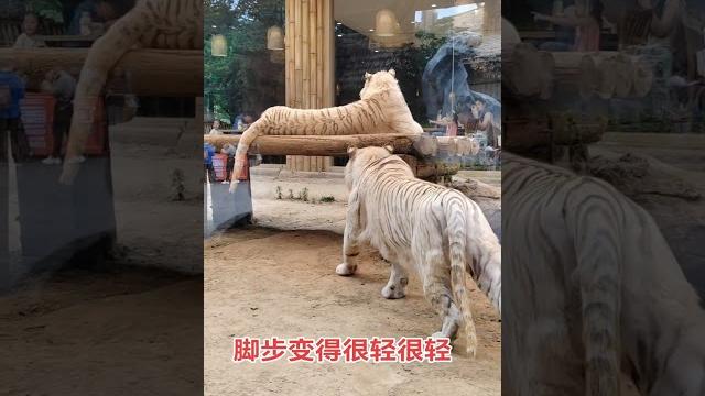 白虎鬼鬼祟祟接近同伴,只為嚇它一大跳~#shorts #china #dynamicchina 白虎鬼鬼祟祟接近同伴,只為嚇它一大跳~#shorts #china #dynamicchina