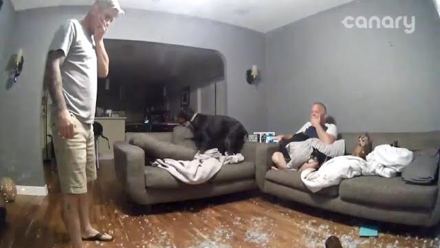 Dog slams through glass table Dog slams through glass table