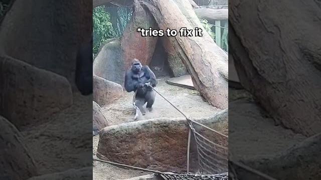 Huge silverback breaks rope live on gorilla cam Huge silverback breaks rope live on gorilla cam