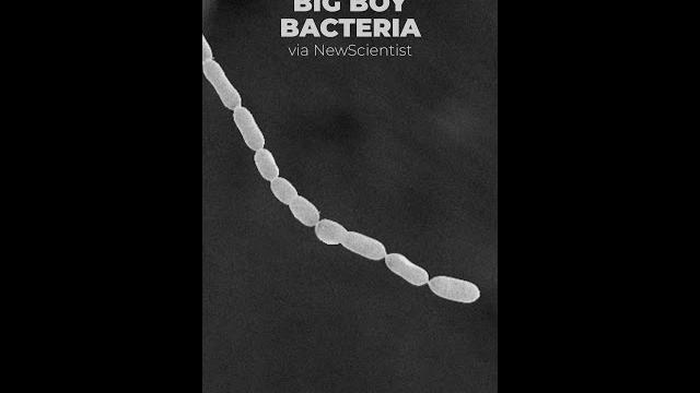 Big boy bacteria | think inc. Big boy bacteria | think inc.