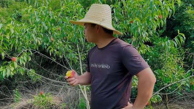果园大丰收,长满了桃子李子,这下可有的吃了 果园大丰收,长满了桃子李子,这下可有的吃了