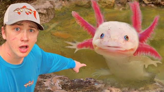 I found axolotls in an abandoned pond! I found axolotls in an abandoned pond!
