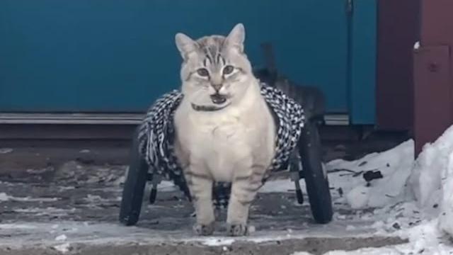 Paralyzed cat's hilarious reaction to wheelchair Paralyzed cat's hilarious reaction to wheelchair
